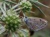 Polyommatus dorylas