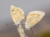 Polyommatus dorylas