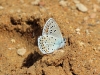 Polyommatus escheri