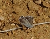 Polyommatus escheri