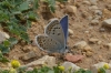 Polyommatus escheri