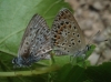 Polyommatus escheri