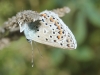 Polyommatus escheri