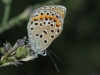 Polyommatus escheri