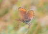 Polyommatus escheri