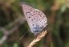 Polyommatus escheri
