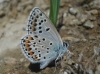 Polyommatus escheri