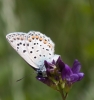 Polyommatus escheri