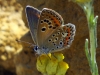 Polyommatus escheri