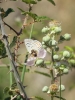 Polyommatus escheri