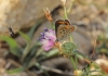 Polyommatus escheri