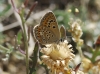 Polyommatus escheri