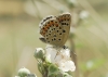 Polyommatus escheri