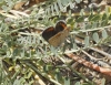 Polyommatus escheri