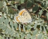 Polyommatus escheri