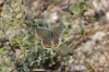 Polyommatus escheri