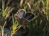 Polyommatus escheri