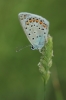 Polyommatus escheri