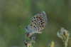 Polyommatus escheri