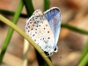Polyommatus escheri