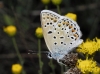 Polyommatus escheri