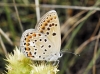 Polyommatus escheri
