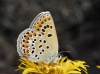 Polyommatus escheri Polyommatus escheri