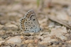 Polyommatus escheri
