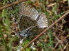 Polyommatus hispana