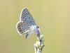 Polyommatus icarus