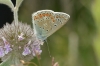 Polyommatus icarus