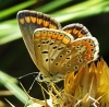 Polyommatus icarus