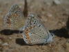 Polyommatus icarus