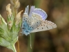 Polyommatus icarus