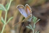 Polyommatus icarus