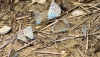 Polyommatus icarus