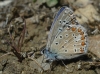 Polyommatus icarus