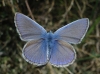 Polyommatus icarus