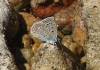 Polyommatus icarus