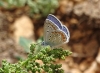 Polyommatus icarus