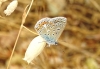 Polyommatus icarus