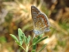 Polyommatus icarus