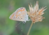 Polyommatus icarus