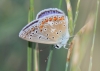 Polyommatus icarus