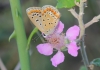 Polyommatus icarus