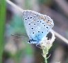 Polyommatus icarus