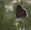 Polyommatus icarus