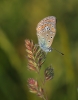 Polyommatus icarus