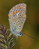 Polyommatus icarus