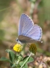 Polyommatus icarus